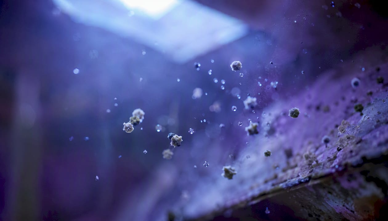 Close-up of mold spores in air with disinfectant mist