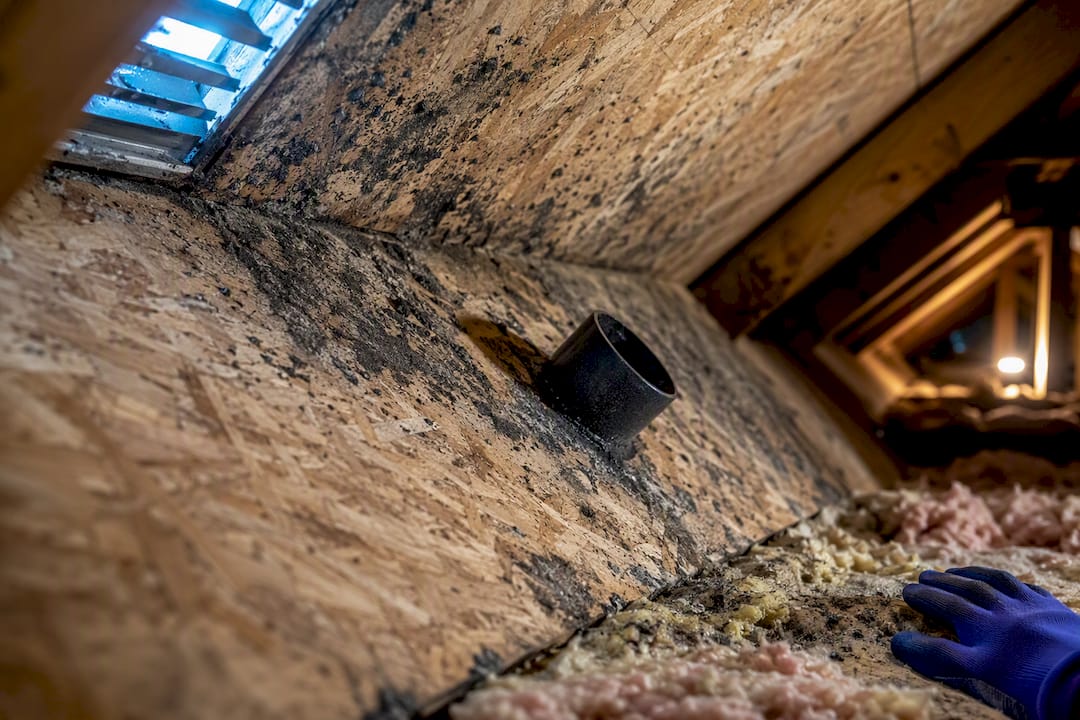 Mold speckling on attic roof sheathing
